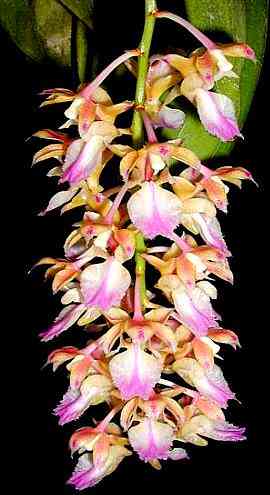 Aerides falcata